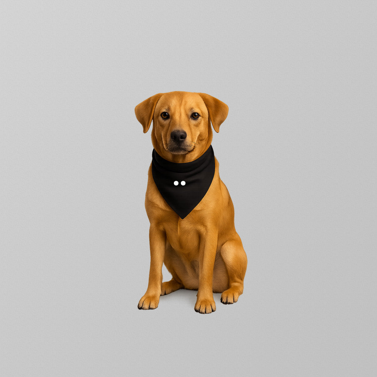 Brown dog wearing a black bandana on a gray background